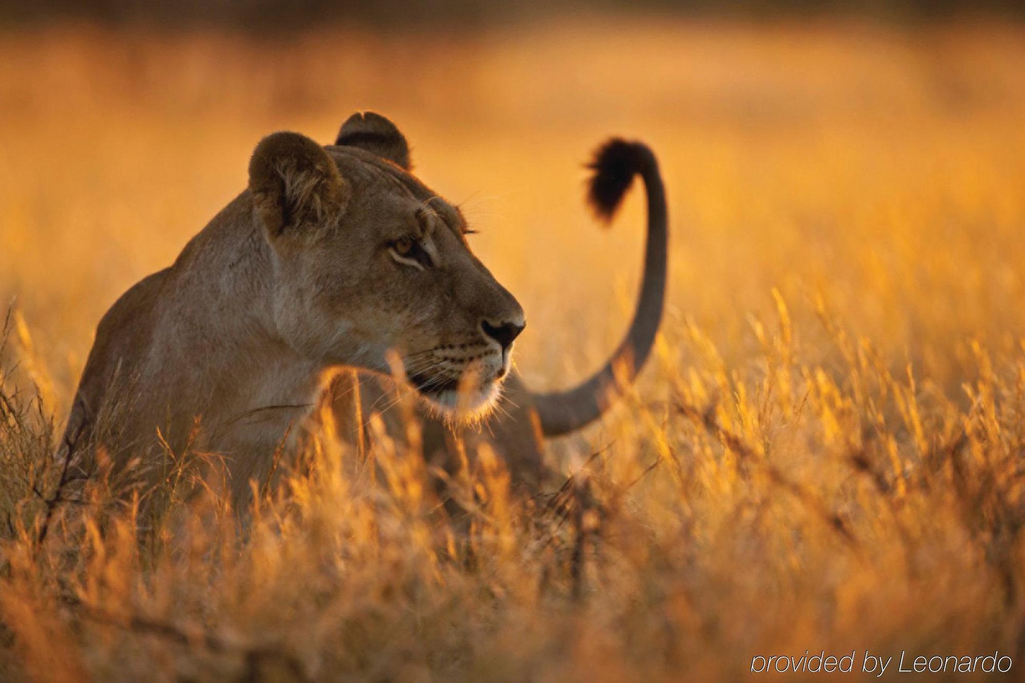 Four Seasons Safari Lodge Serengeti Exteriör bild